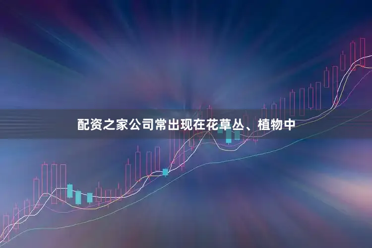 配资之家公司常出现在花草丛、植物中